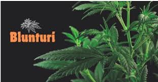 Blunturi